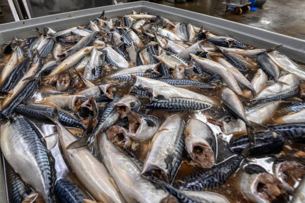 istock Headless and gutted mackerel. Fresh sea fish, prepared for processing 1347102166