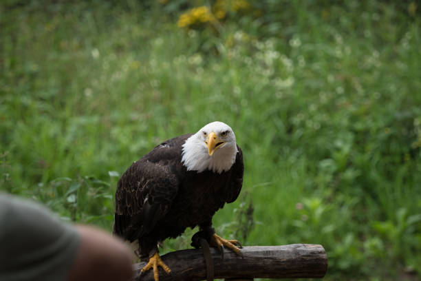 istock A bald eagle closeup in a falcrony in saarburg, copy space 1347102175