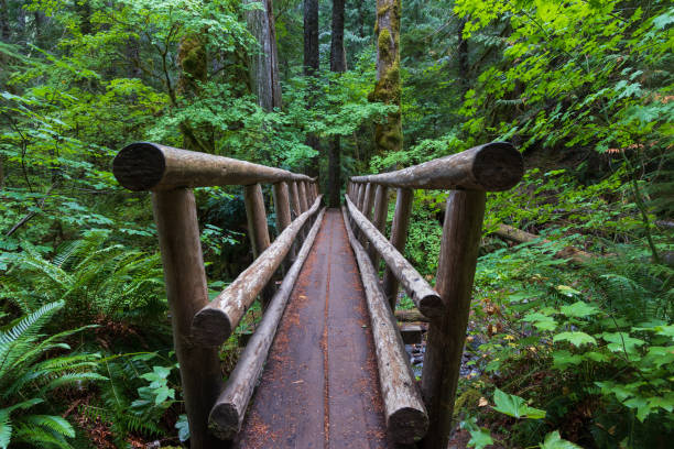A wooden bridge on a hiking trail in the Cascade Range of Oregon.