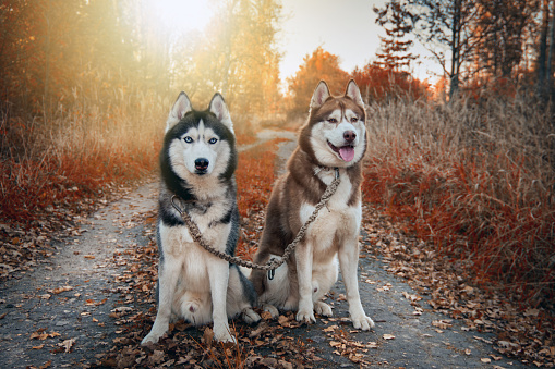 Siberian husky dogs on walk in autumn sunny park