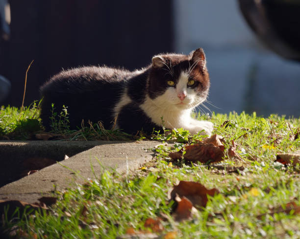 istock Selective focus shot of a black and white cat lying on a ground outdoors on a sunny day 1347102914