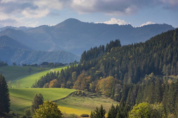 Germany, On a green meadow in the black forest nature landscape in springtime
