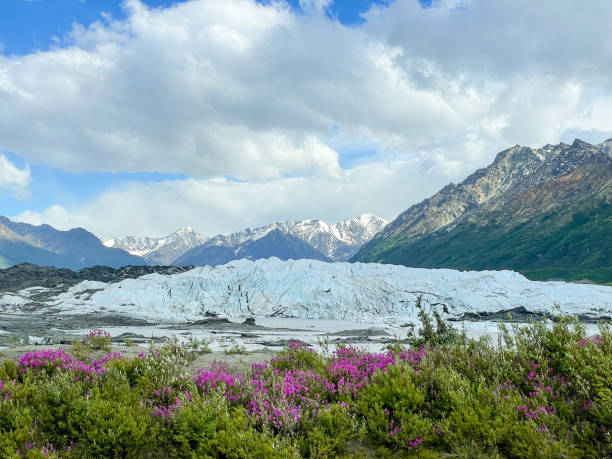 Matanuska Glacier Alaska A view of fireweed against the Matanuska Glacier in Alaska in June. chugach national forest photos stock pictures, royalty-free photos & images