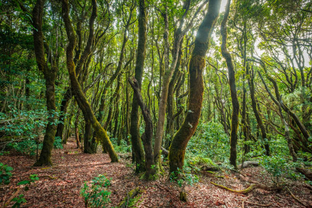 wewnątrz lasu, krajobraz drzew laurowych, dżungla anaga - mystery forest ecosystem natural phenomenon zdjęcia i obrazy z banku zdjęć