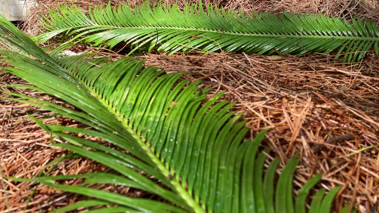 Cut Palm Leaf on dried pine tree leaves Stock Video Background