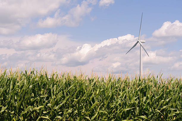 Two wind turbines behind a green corn field against a summer blue sky
