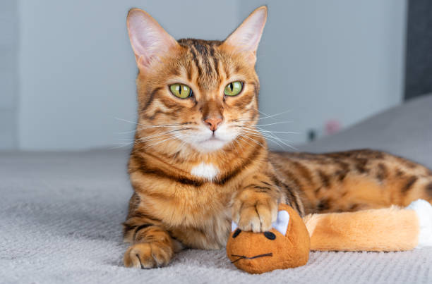 istock A cute cat is holding its prey in its paws - a toy orange mouse. 1347108068