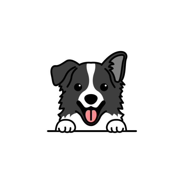 ilustraciones, imágenes clip art, dibujos animados e iconos de stock de lindo dibujo animado de perro border collie, ilustración vectorial - collie