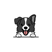 istock Cute border collie dog cartoon, vector illustration 1347108405
