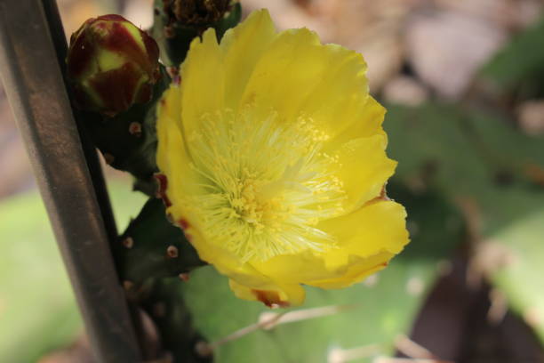 "Common Prickly Pear" cactus flower - Opuntia Vulgaris Yellow "Common Prickly Pear" cactus flower (or Feigenkaktus) in St. Gallen, Switzerland. Its Latin name is Opuntia Vulgaris (Syn Opuntia Ficus-indica), native to Brazil and Argentina. opuntia vulgaris stock pictures, royalty-free photos & images