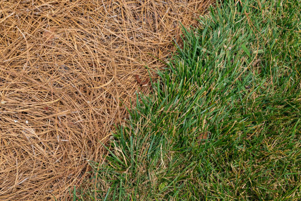 istock Close view of grassy area alongside an area mulched with pine straw, diagonal through frame 1347109895