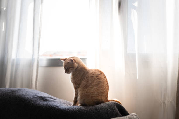 istock brown tabby cat sitting on a sofa by the window. profile view 1347110505