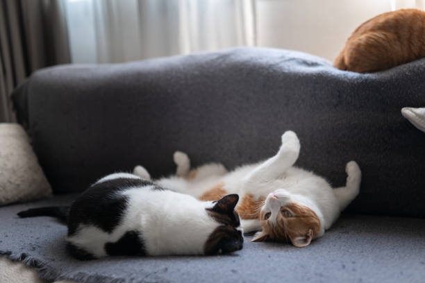 istock two domestic cats sleep together on a gray sofa 1347110531