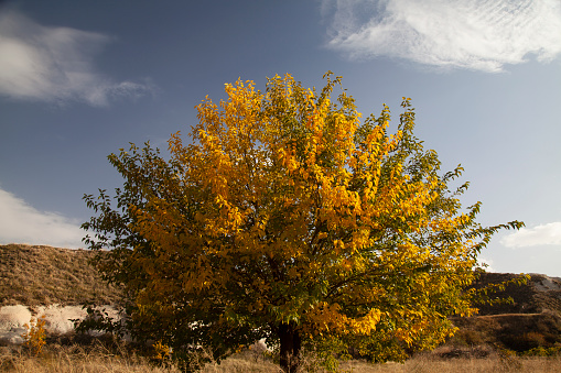 tree with yellow leaves in autumn