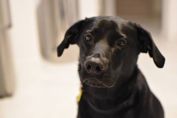 istock Black dog's portrait 1347112018