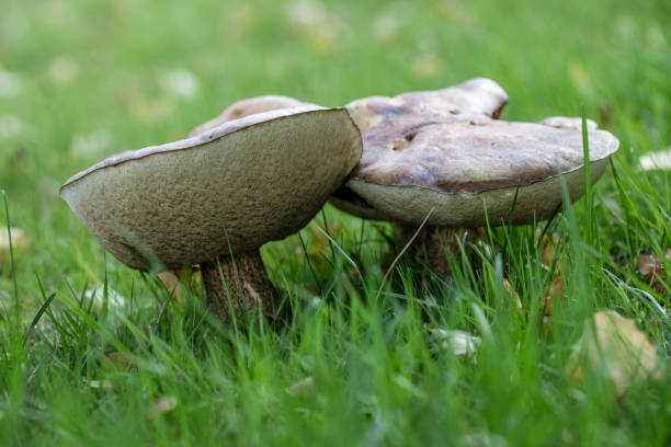 hongos que crecen en un césped del noroeste en otoño - mushrooms of the northwest fotografías e imágenes de stock