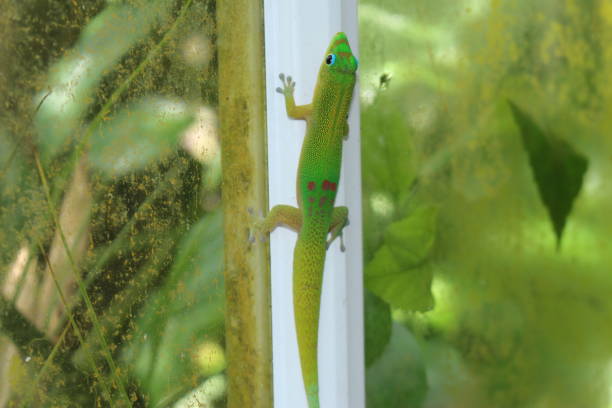 istock Gold Dust Day Gecko - Phelsuma Laticauda 1347112565