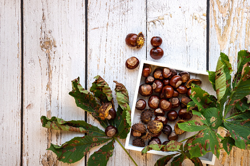 Autumnal decorated background with organic chestnuts, nuts, acorns, green leaves on a light, rustic wooden background, in vintage style with space