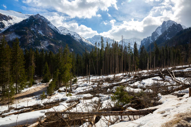 istock High Tatras  mountains panorama with snow and forest 1347115285