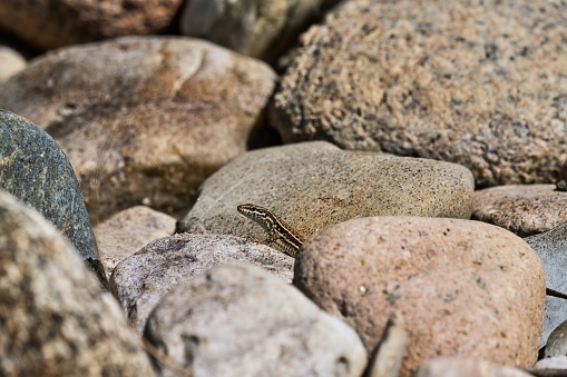 lizard, Cevennes National Park, Gorges Du Tarn