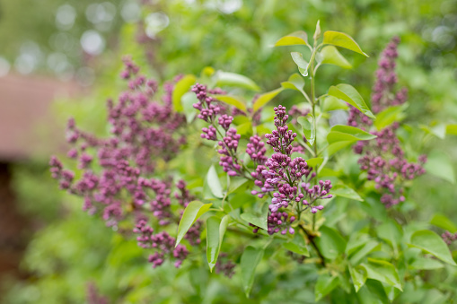 Branches with blooming bunches of lilac in the garden selective focus