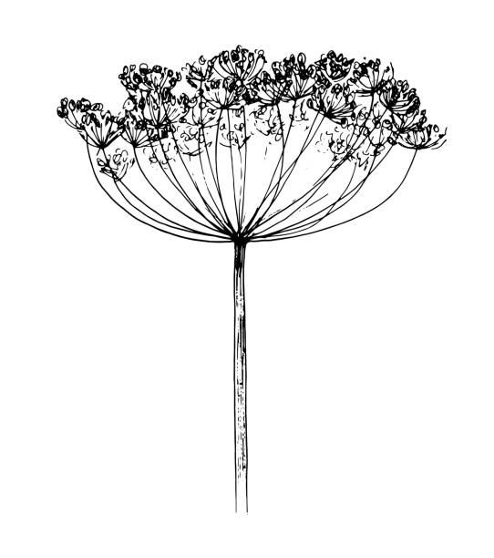 ディル花のスケッチアネトゥムスグラヴェロレンス.スケッチスタイルディル種子、健康的な食品コンセプトの生産のための生態学的農業で描かれた毎年の草本植物。必須の調味料孤立した黒 - fennel dill flower isolated点のイラスト素材／クリップアート素材／マンガ素材／アイコン素材