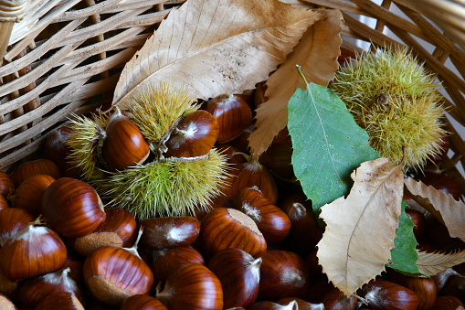 Close-up of freshly picked chestnuts in a wicker basket along with leaves and hedgehogs.
