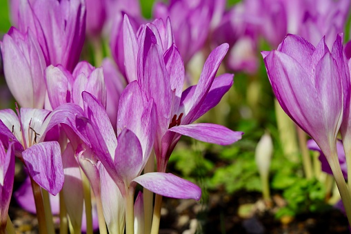 Colchicum autumnale, commonly known as autumn crocus, meadow saffron or naked ladies, is a toxic autumn-blooming flowering plant that resembles the true crocuses, but is a member of the plant family Colchicaceae.
