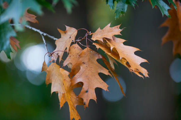 istock Oak trees turning colour during autumn. 1347118648