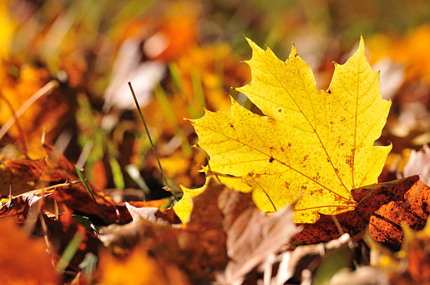 istock nature in detail 134711887