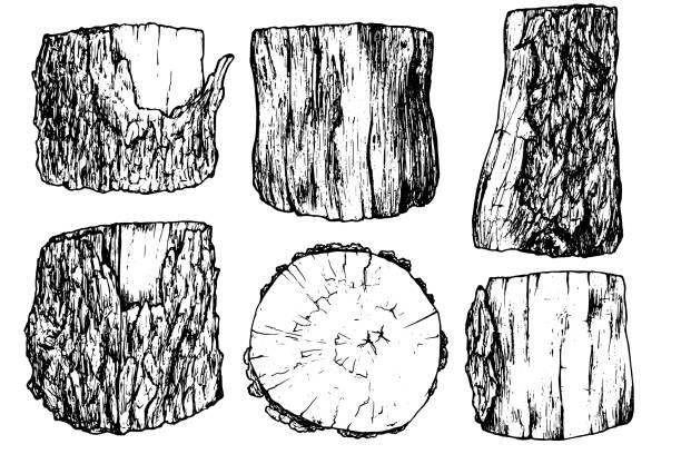 a set of stumps in the sketch style. Black outline of isolated wooden parts, elements hand-drawn cross-sawn tree trunk with bark texture, side and top view on a white background for your design template. Doodle sketch stump set. Vector collection. Isolated vector icon. Vector hand drawing. Vector illustration graphic design. Line drawing.