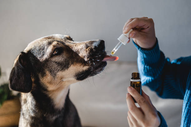 haustier hund, der cbd hanföl einnimmt - hundelecker-cannabis-tropfer zur angstbehandlung - tropfflasche stock-fotos und bilder