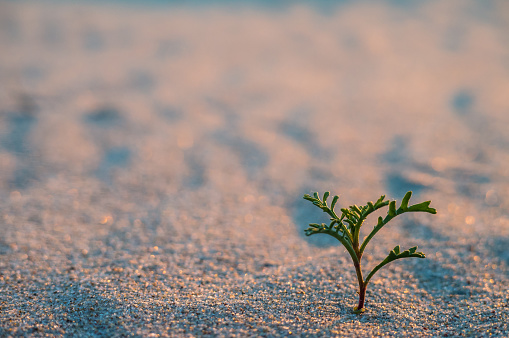 A young plant in the sea sand. A green sprout in the sand. A small bush on the sand.