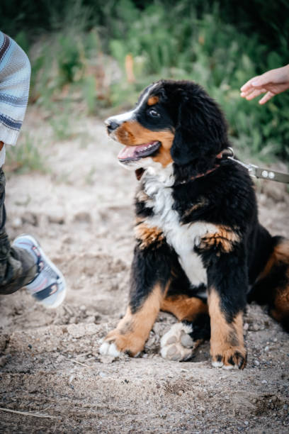 istock The puppy is sitting outdoors in the park. 1347125442