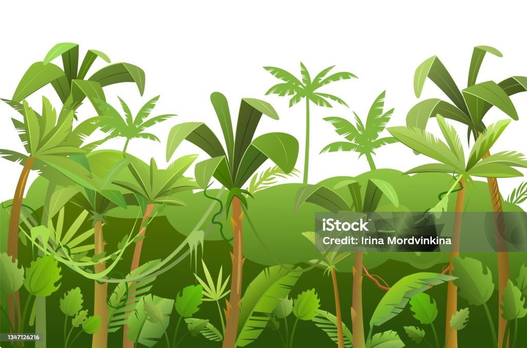 Ilustración de Fondo Selvático Plantas De Selva Tropical Hermoso Paisaje Verde Con Árboles Exóticos Y Palmeras Hierba Y Lianas Lindo Estilo De Dibujos Animados Aislado Sobre Fondo Blanco Vector y más Vectores Ilustración de Fondo Selvático Plantas De Selva Tropical Hermoso Paisaje Verde Con Árboles Exóticos Y Palmeras Hierba Y Lianas Lindo Estilo De Dibujos Animados Aislado Sobre Fondo Blanco Vector y más Vectores
