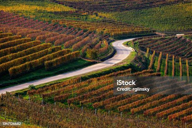 Rural Road And Autumnal Vienyards In Italy Stock Photo - Download Image Now - Road, Winemaking, Agricultural Field