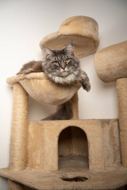 istock blue tabby maine coon cat resting on scratching post cat tree 1347126754