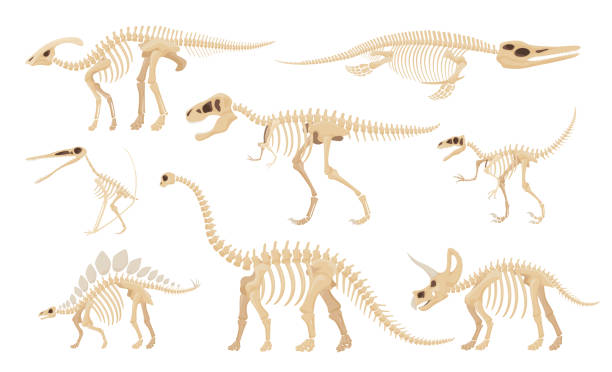 ilustraciones, imágenes clip art, dibujos animados e iconos de stock de esqueleto de dinosaurio conjunto ilustración vectorial dino esqueletos, dinosaurios, fósiles, cráneo y huesos - animal bone