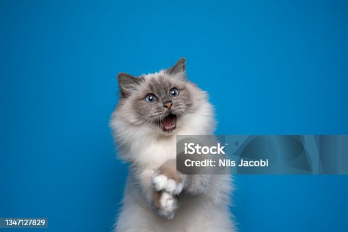 istock funny playing birman cat with blue eyes on blue background 1347127829