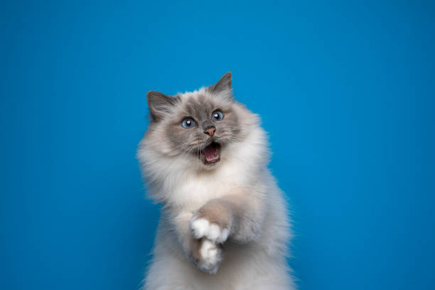 funny playing birman cat with blue eyes on blue background funny playful birman cat with blue eyes looking shocked portrait on blue background with mouth open and copy space longhair cat stock pictures, royalty-free photos & images