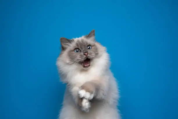Photo of funny playing birman cat with blue eyes on blue background