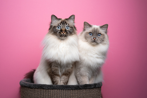 two fluffy blue eyed birman cats sitting side by side on pet bed looking at camera curiously on pink background with copy space