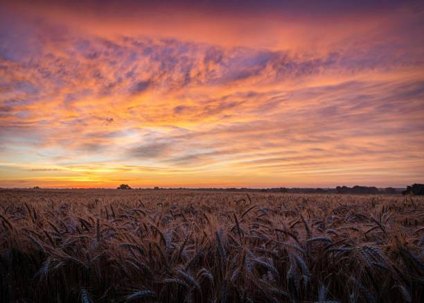 Amber Waves Kansas wheatfield sunrise kansas stock pictures, royalty-free photos & images