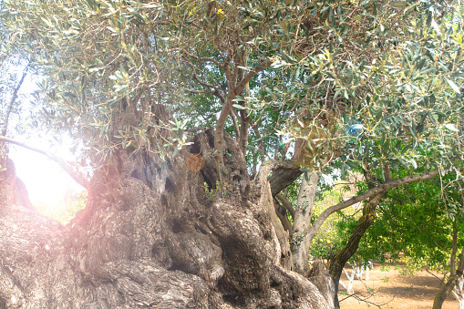 Olive plantation with old olive tree