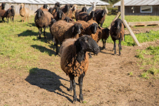 istock Sheep on a farm, farming. 1347131158