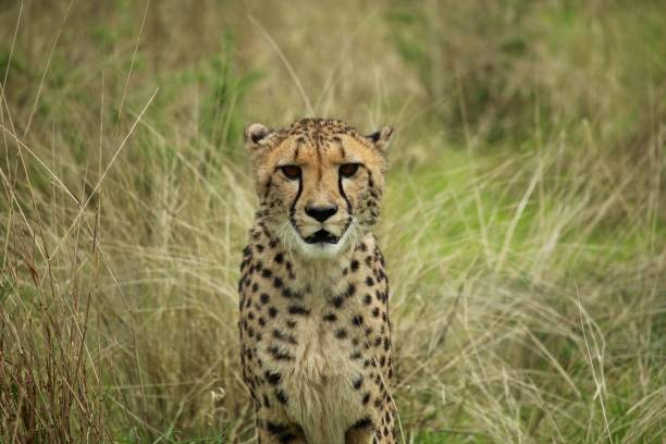 istock Cheetah in yellow-green grass looking directly into the camera 1347131416