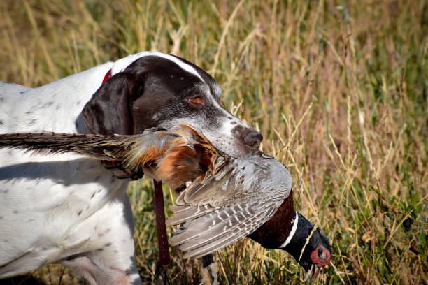 cão de caça - pheasant hunting dog retriever - fotografias e filmes do acervo