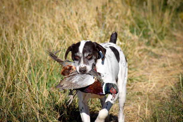 chien de chasse - pheasant hunting dog retriever photos et images de collection
