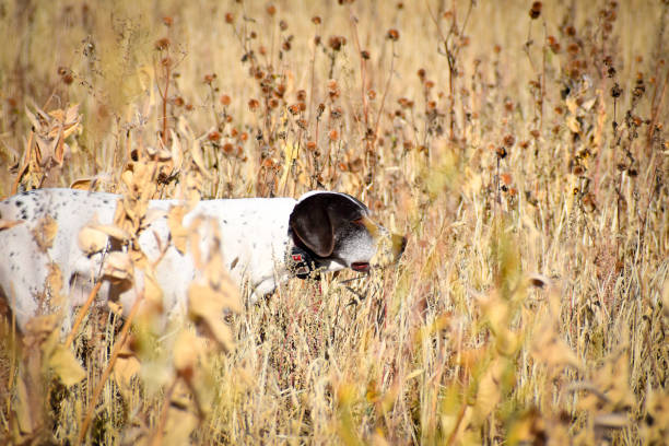 chien de chasse - pheasant hunting dog retriever photos et images de collection