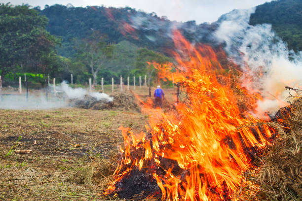 Regenerative fire. Burning the meadow. field stubble stock pictures, royalty-free photos & images